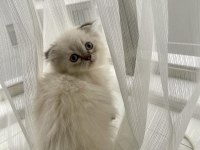 Scottish Fold Longhair Blue point Dünyalar tatlısı yavru