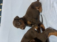 DOBERMAN RED