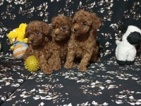 Toy Poodle Köpekler