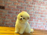 Yavru Pomeranian Boo Köpeklerimiz