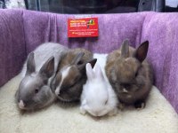CÜCE NETHERLAND DWARF TAVŞAN YAVRULARIMIZ