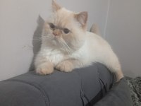 1 yaşında british golden erkek