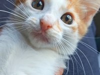 2 Aylık Çok Oyuncu İri Yapılı Ve Sıcakkanlı Bebek Kedimiz