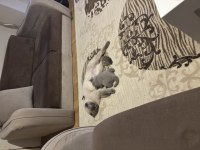 3 tane scottish fold kedimiz biri gri ikisi blue