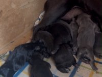 45 Güne Hazır FRENCH BULLDOG yavrular