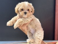 Petmode Köpek Çiftliğinden Tea Cup Kore Maltipoo
