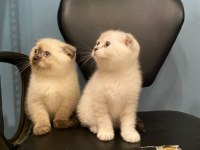 Scottish fold kediler