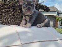 Blue Eye French Bulldog Çiftlikten 