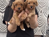 Ufacık Maltipoo Yavrularım