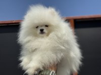 Petmode köpek çiftliğinde ziyarete açık pomeranian