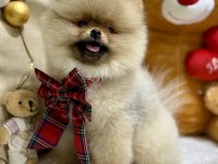 Show class efsane dişi pomeranian boo