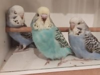 Sahibinden muhabbet kuşlar görsel değildir