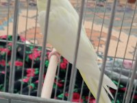 Hazır eş takım sultan papağanı