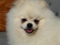 Erkek Pomeranian Boo