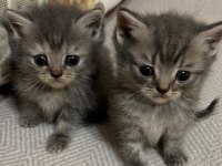Safkan scottish fold bebekler