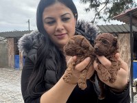 Ufacık toy poodle yavrularım
