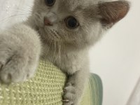 Detaylı bilgi için arayın british shorthair