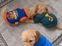 Dişi erkek tuvalet eğitimli maltipoo yavrular