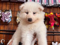 Mükemmel kalitede samoyed bebekler için acele edin