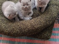 Scottish fold ve british shorthair blue yavrular