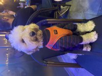 9 Aylık Poodle oğluma eş arıyorum