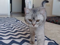 British shorthair kedime eş arıyorum