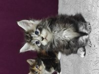 Gift of kings cattery maine coon yavrular