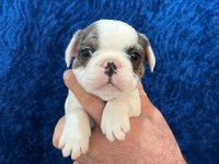 DİŞİ ERKEK FRANSIZ BULLDOG BEBEKLER