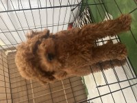 Toy poodle yavru 3 aylık erkek