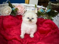 Highland Silver Scottish Fold Yavrumuz