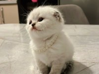 Minnoş Scottish Fold Bebeklerimiz