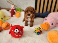 RUHSATLI KÖPEK ÇİFTLİĞİNDEN MALTİPOO YAVRULARIMIZ