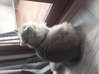 8 aylık lilac renkli erkek british longhair