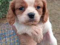 Cavalier king Charles yavruları