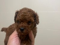 Bizde hazırız poodle yavrular