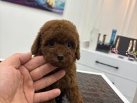 Özel Kore Kan Toy Poodle Mini Boy Bebek Surat