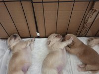 Yavru köpekler