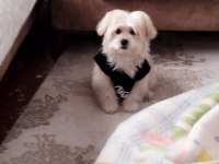 Maltese terrier 5 aylık
