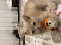 Russian blue 4 aylıktır
