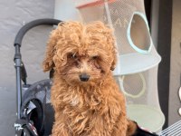 BEBEK ARABASI ÜCRETSİZ TOY POODLE