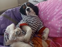 Cavalier king charles oğlumu sahiplendiriyorum