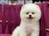 Orijinal yavru pomeranian boo