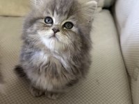 50 günlük şecereli british longhair dişi