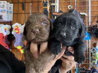 Safkan labrador yavruları