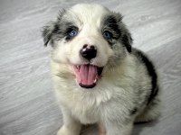 Evde Büyüyen Kalite Kan Hattı Safkan Eğitimli Köpekler