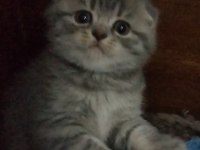 Bı lokma aşk scottish fold