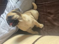 TATLI PUG 2 AYLIK