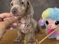 Mavi Gözlü Dachshund Yavruları