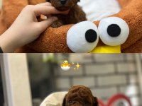 Toy Poodle bebekler orijinal ırk garantili