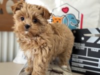 Petmode Köpek Çiftliğinden Tea Cup Morkie Yavrumuz